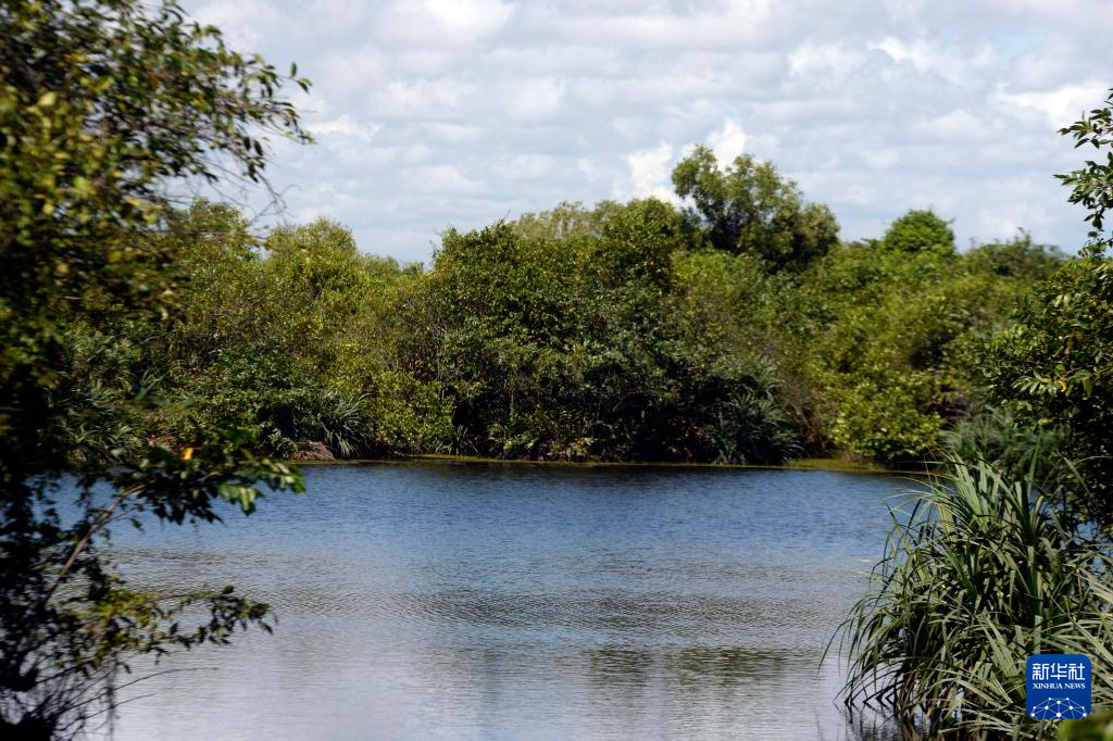 斯里兰卡穆特拉加维拉红树林和湿地