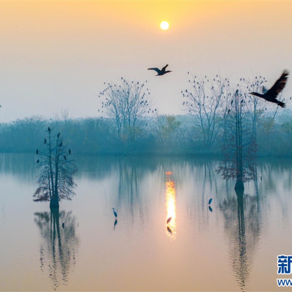 江苏兴化：湿地候鸟舞翩跹