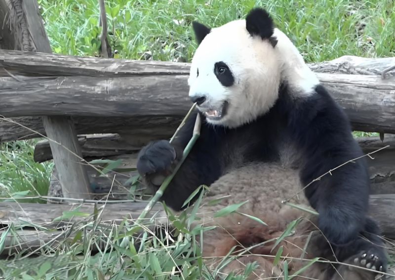 澳门回归祖国25周年｜中央赠澳大熊猫：“开开”“心心”生活 “健健”“康康”成长