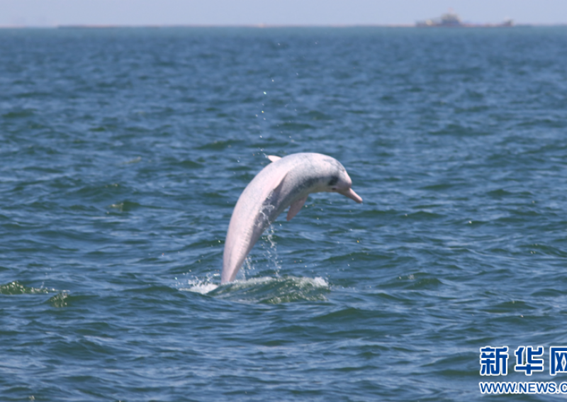 深蓝处邂逅“海洋精灵” 看中华白海豚追逐嬉戏