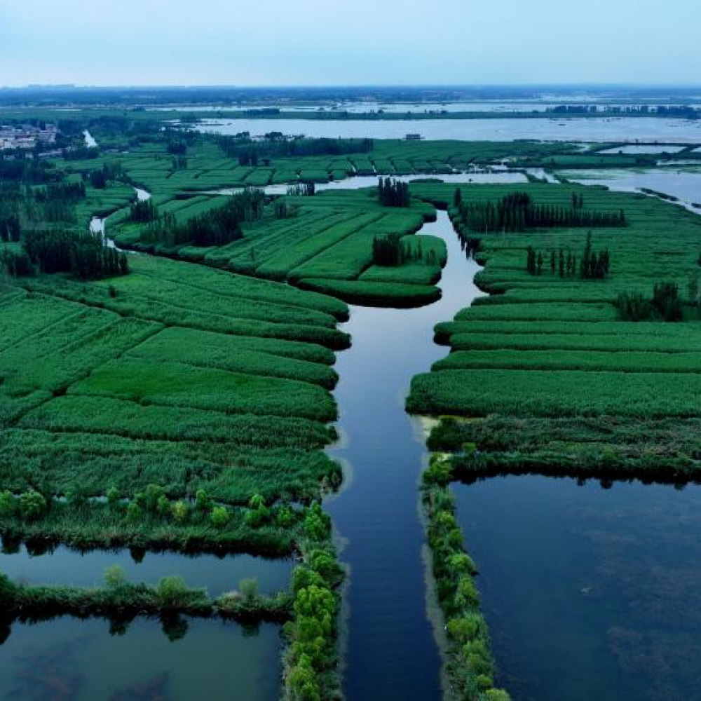 雄安新区：夏日风景正当时