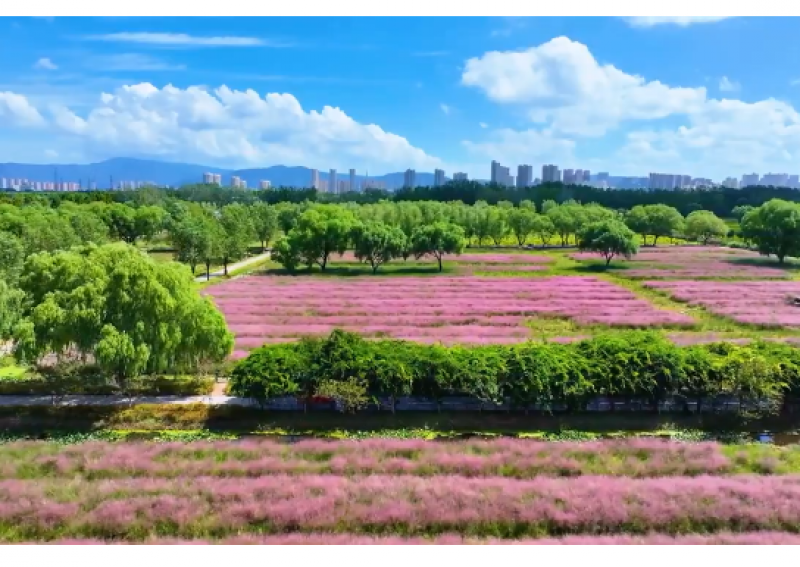 连云港 ：月牙岛粉黛乱子草盛开