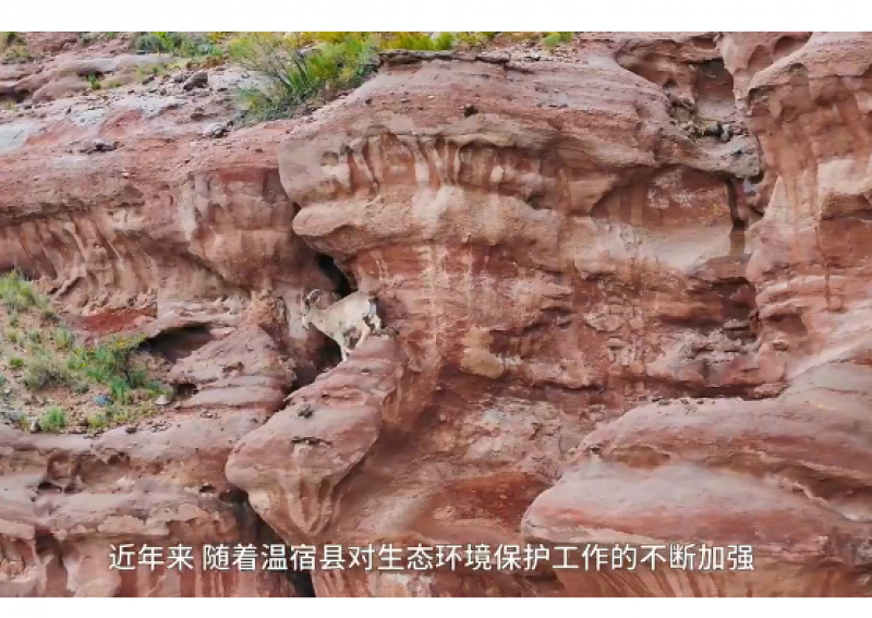 新疆温宿：大峡谷邂逅“峭壁精灵”北山羊