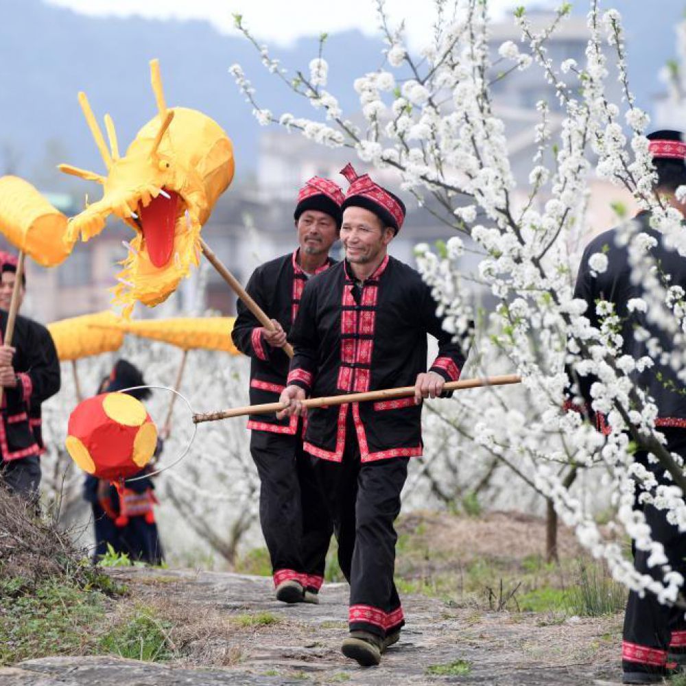 广西金秀：李花绽放迎客来 