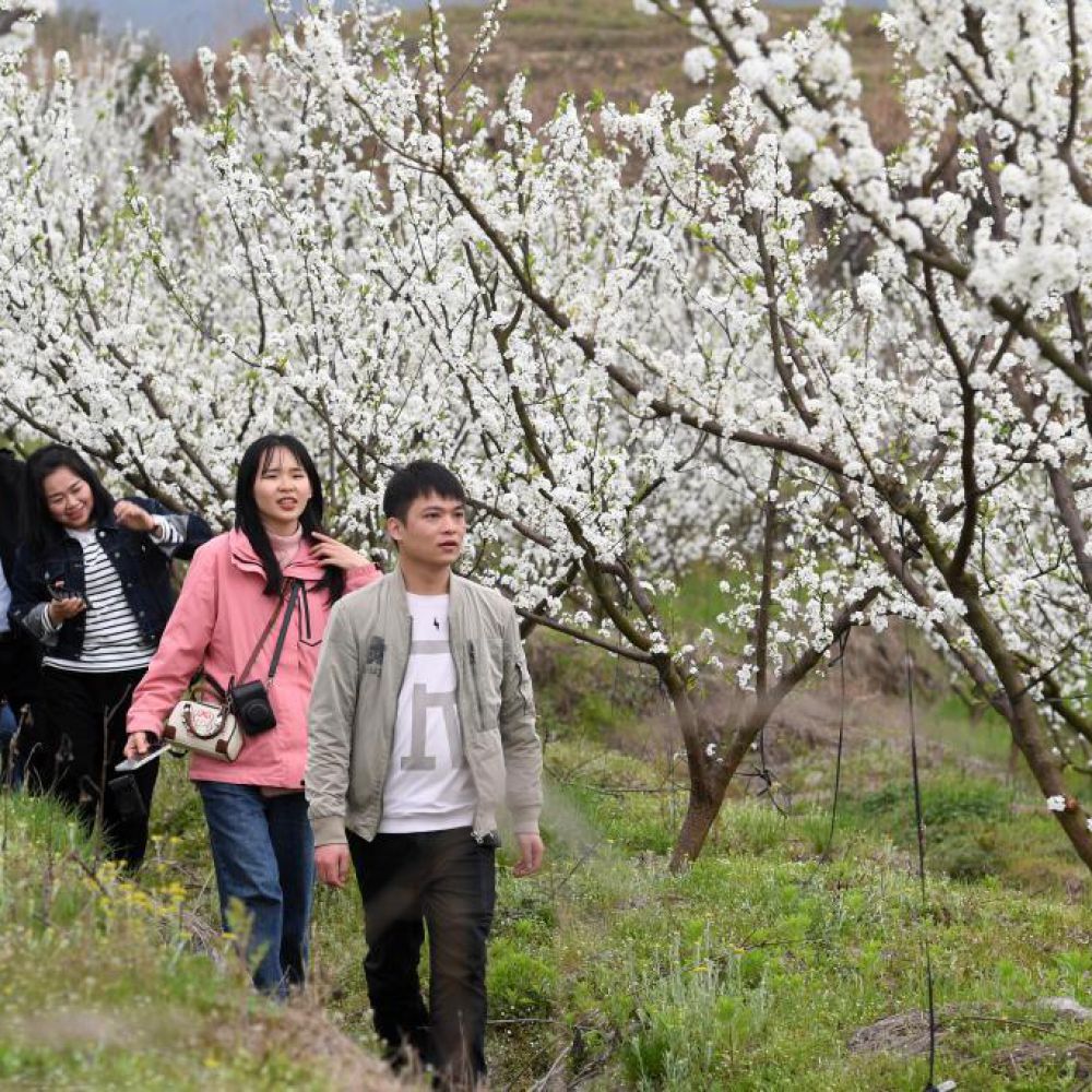 广西金秀：李花绽放迎客来 