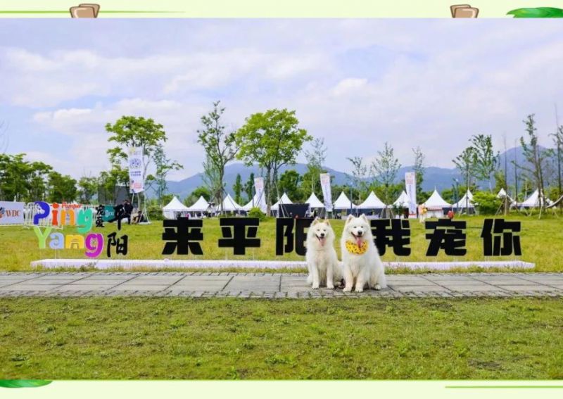 创新消费场景宠物经济热潮涌动