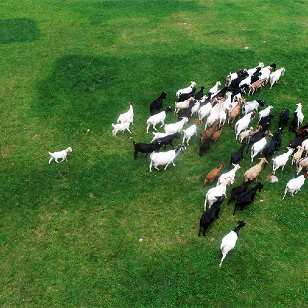 【“飞阅”中国】航拍菖蒲大草原 体验重庆版风吹草低见牛羊 