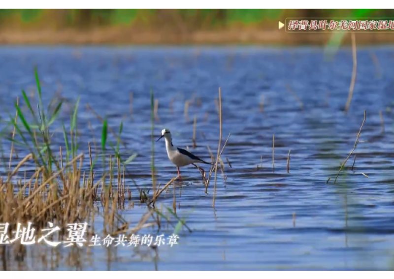 湿地之翼：生命共舞的乐章