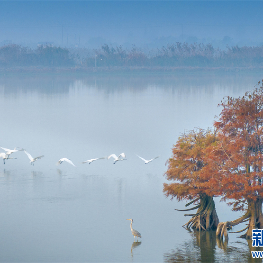 江苏兴化：湿地候鸟舞翩跹