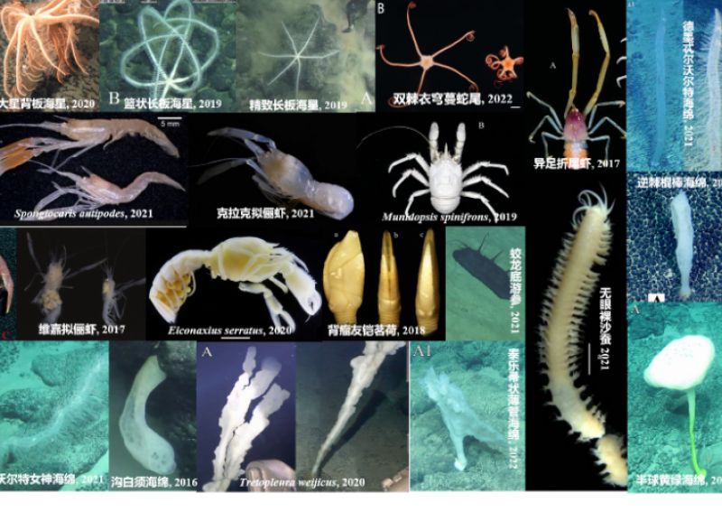我国发布全球首个深海海山数字化智能系统