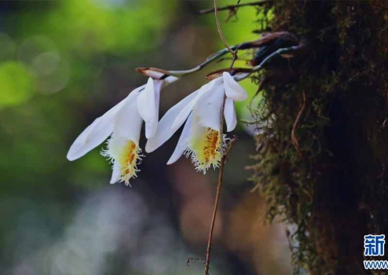 云南龙陵：白花独蒜兰花开幽谷