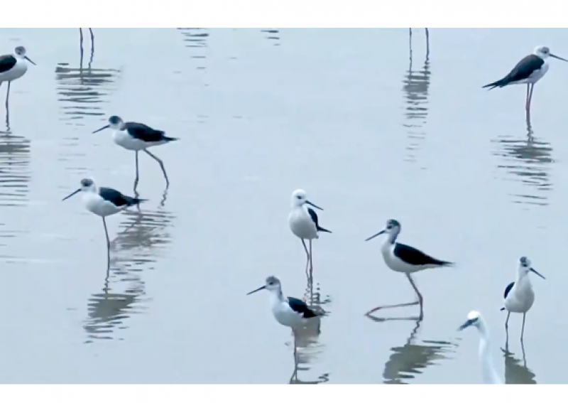 山东威海：湿地生态美 百鸟入画来