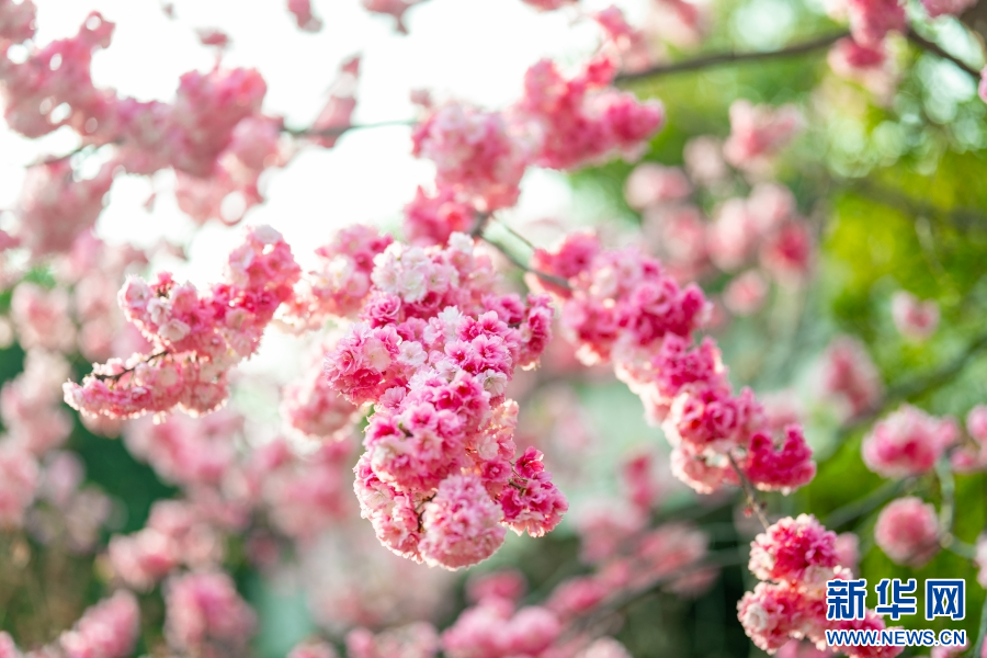 昆明寻甸：春暖花开正是踏春好时节