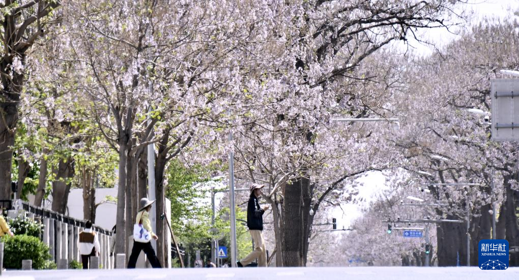 北京亦庄：泡桐大道花盛开