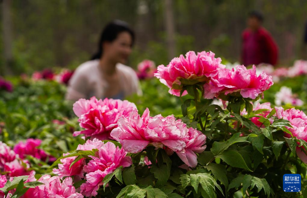 花开客来