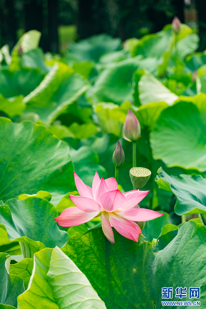 昆明荷花初绽古典园林夏韵浓