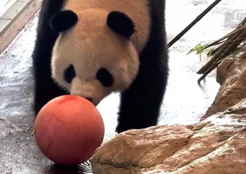 旅澳大熊猫“星秋”“怡兰”逐渐适应新家